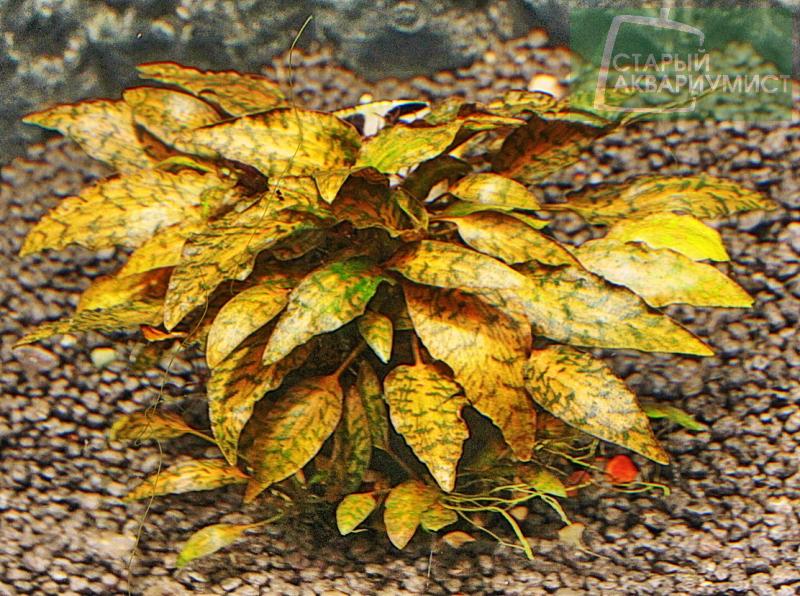国内発送 Cryptocoryne green｜住まい、インテリア Luminous nurii アメコミ