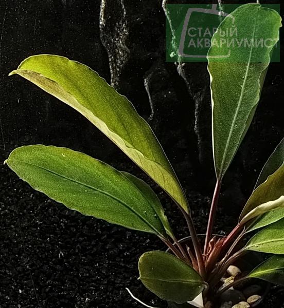 Bucephalandra sp. Brunei - Буцефаландра Брунеи | Московские