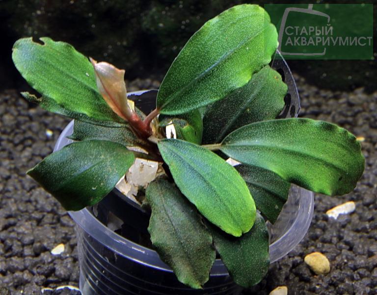 Bucephalandra sp. Emerald Carpet- Буцефаландра Эмералд Карпед