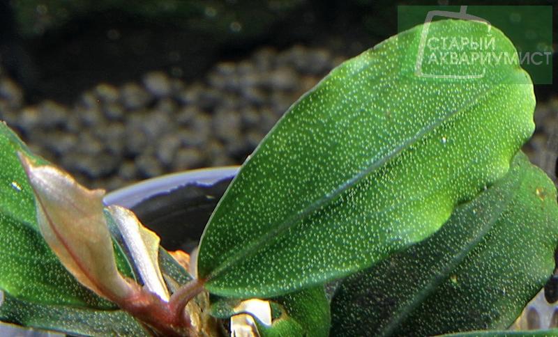 Bucephalandra sp. Emerald Carpet- Буцефаландра Эмералд Карпед
