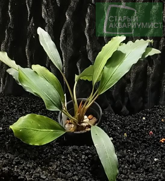 Bucephalandra Pearl Grey | AquaticMotiv
