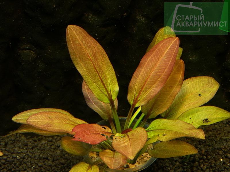 Echinodorus Altlandsberg- Эхинодорус Алтландсберг  Московские Аквариумные Растения